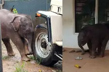 Video |'അത് ചെരിപ്പിടുകയാണോ?'; സ്‌കൂളിലെത്തി കാട്ടാനക്കുട്ടി, ആദ്യം ആശങ്ക പിന്നാലെ കൗതുകം