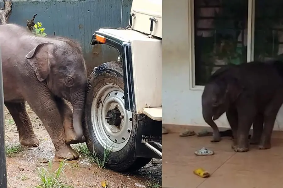 Video |'അത് ചെരിപ്പിടുകയാണോ?'; സ്‌കൂളിലെത്തി കാട്ടാനക്കുട്ടി, ആദ്യം ആശങ്ക പിന്നാലെ കൗതുകം