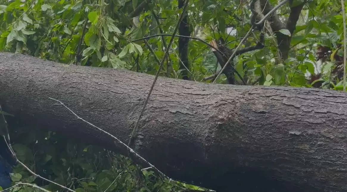 പൊട്ടിവീണ മരത്തിൽ ചുറ്റിക്കിടക്കുന്ന വൈദ്യുതിലൈൻ