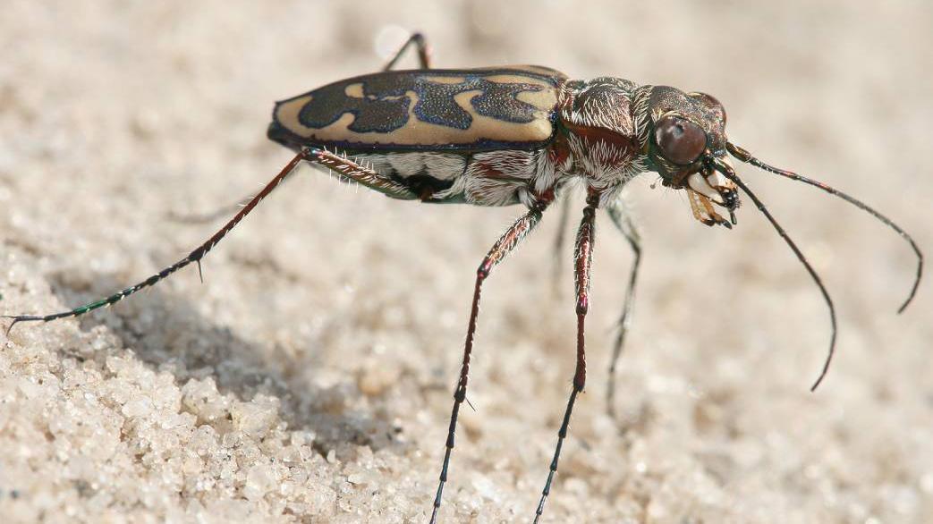 Thiddha Insect ദുധ്വ കടുവാ സങ്കേതത്തില് 19 ടൈഗര് ബീറ്റില് സ്പീഷിസുകള്, നാലെണ്ണം ...