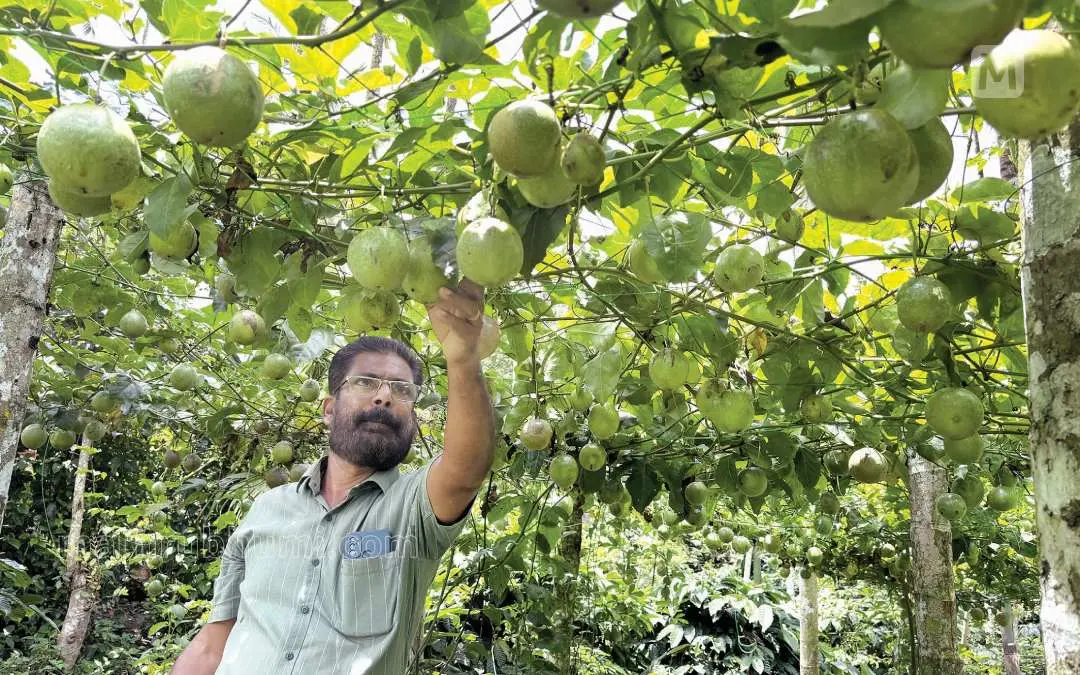 ഒറവനാംതടത്തിൽ തങ്കച്ചൻ തന്റെ പാഷൻഫ്രൂട്ട് തോട്ടത്തിൽ
