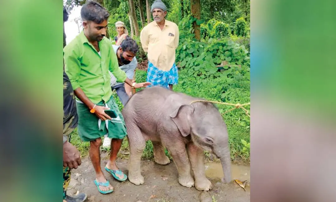 കാട്ടാനക്കുട്ടി കര്‍ണാടകയിലെ കടഗദ്ദ ജനവാസമേഖലയിലെത്തിയപ്പോള്‍