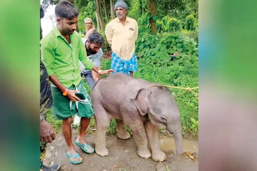 ചേകാടി സ്കൂളിലെത്തിയ ആനക്കുട്ടി ചരിഞ്ഞു