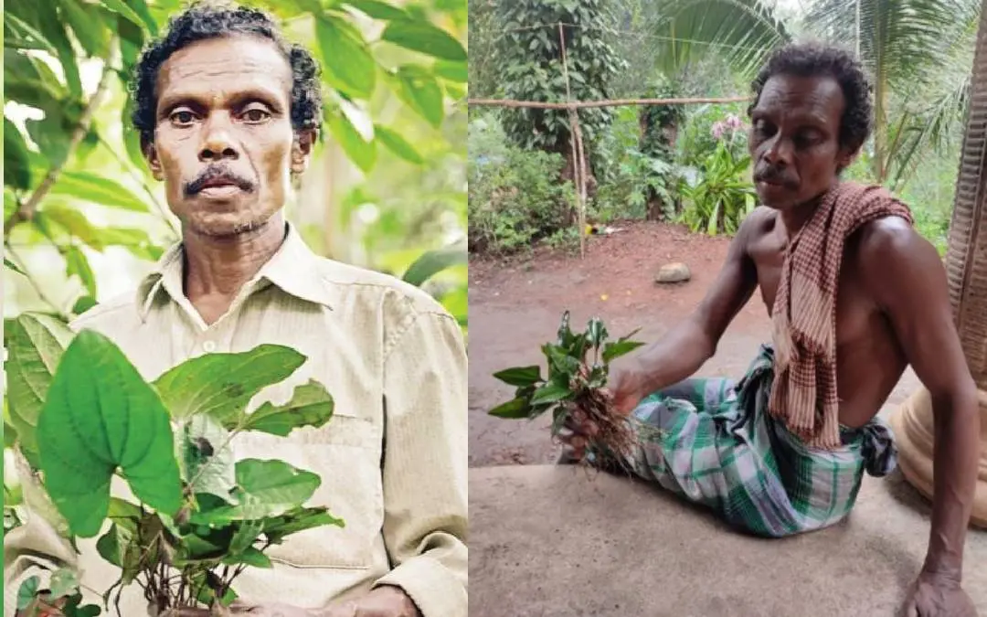 കുട്ടിമാത്തൻ കാണി