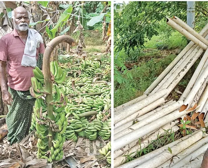 ലഹരിക്കടിമയായ യുവാവ് നശിപ്പിച്ച കെ.കെ. വേലായുധന്റെ കുലച്ച വാഴകളും പിവിസി പൈപ്പുകളും
