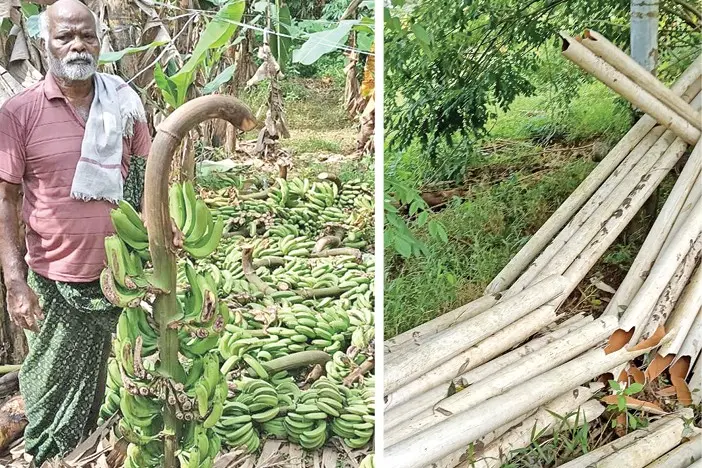ലഹരിക്കടിമയായ യുവാവിന്റെ അക്രമം; ഇരുന്നൂറോളം കുലച്ച വാഴകളും പൈപ്പുകളും വെട്ടിനശിപ്പിച്ചു, അറസ്റ്റ്