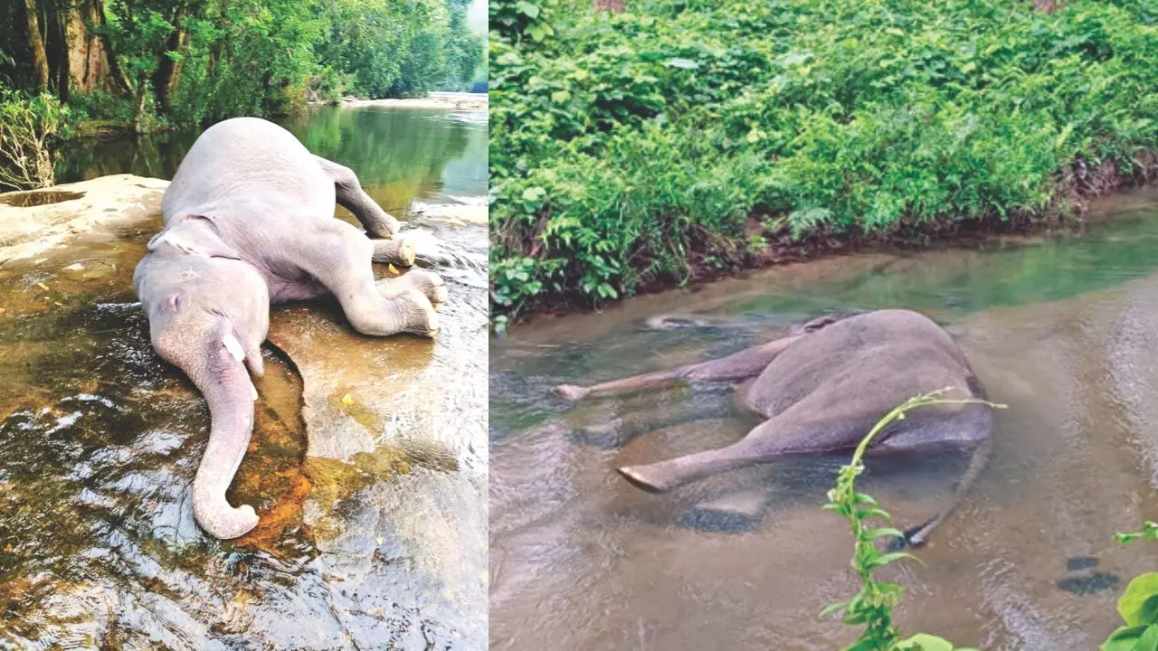 കുട്ടംപുഴ പൂയംകുട്ടി പുഴയിലെമണികണ്ഠൻചാൽ ചപ്പാത്തിനുസമീപം കണ്ടംപാറ ഭാഗത്ത് കണ്ടെത്തിയ കൊമ്പന്റെ ജഡം, കാലടി പ്ളാന്റേഷൻ കല്ലാല എസ്റ്റേറ്റിലെ തോട്ടിൽ കണ്ടെത്തിയ കാട്ടാനയുടെ ജഡം