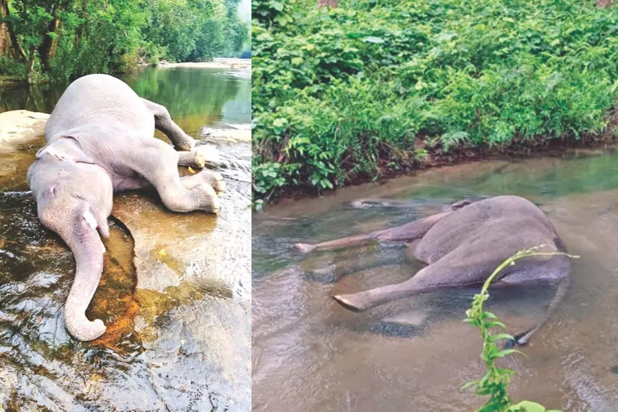 മഴ, മലവെള്ളപ്പാച്ചില്: കുട്ടിയാനയുടേതടക്കം അഞ്ച് കാട്ടാനകളുടെ ജഡം കണ്ടെത്തി