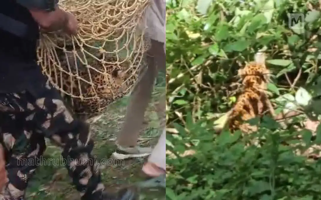 അമ്പൂരിയിൽ ഭീതിപരത്തിയ പുലിയെ പിടികൂടുന്നു