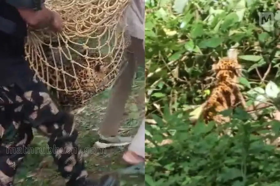 അമ്പൂരിയിൽ നാട്ടിലിറങ്ങിയ പുലിയെ മയക്കുവെടിവെച്ച് പിടികൂടി