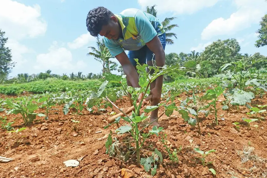 ഓണമുണ്ണാൻ ഇക്കുറി വലിയ വിലകൊടുക്കേണ്ടി വരുമോ? കർഷകർക്ക് വിലയിൽ പ്രതീക്ഷ, വിളവിൽ നിരാശ