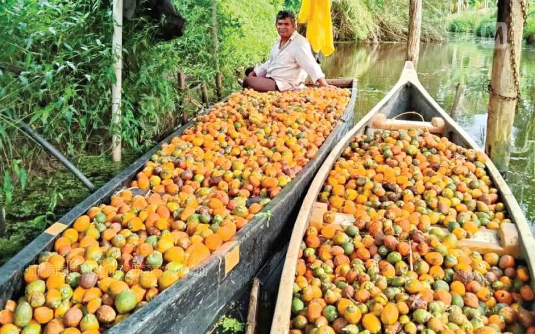 കുട്ടനാട് കൈനകരി പഞ്ചായത്തിലെ ആർ ബ്ലോക്കിൽനിന്നുപറിച്ച അടയ്ക്ക വള്ളത്തിൽ കരയിലേക്കെത്തിക്കുന്നു