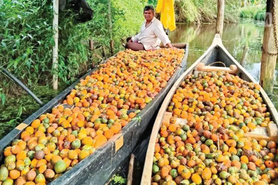 അടയ്ക്ക ഒന്നിന്റെ വില 13ൽ നിന്ന് ഒമ്പതിലേക്ക്; വില തണുപ്പിക്കാൻ വിപണിയിൽ കുട്ടനാടൻ അടയ്ക്ക