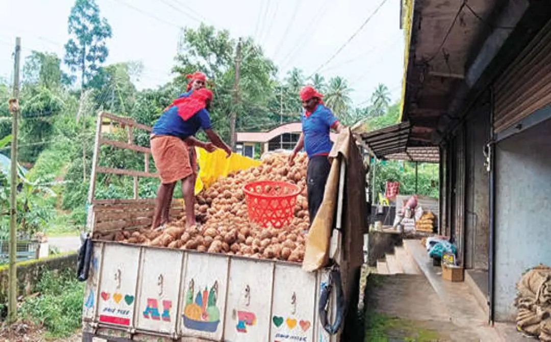 തമിഴ്നാട്ടിലെ മില്ലുകളിലേക്ക് എത്തിക്കാൻ മലയോരത്തെ ചില്ലറ വിൽപ്പനകേന്ദ്രത്തിൽനിന്ന് പച്ചത്തേങ്ങ തൊഴിലാളികൾ ലോറിയിൽ കയറ്റുന്നു