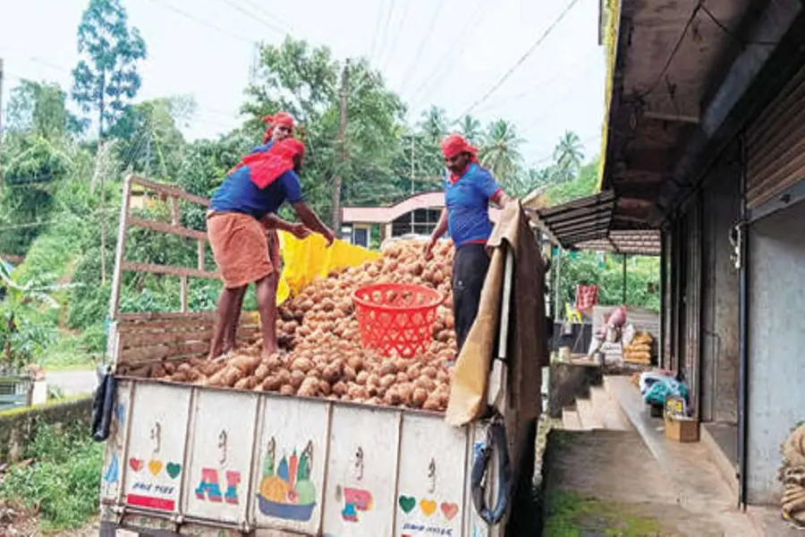 തെങ്ങോളം ഉയരത്തിലെത്തി വീണ്ടും താഴോട്ട്; വിലയില്‍ തളര്‍ന്ന് പച്ചത്തേങ്ങ