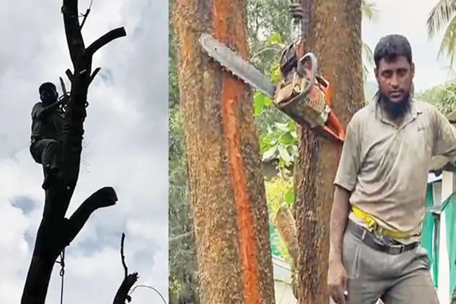 ഒടുവില് അധ്യാപകന് മരംകയറി; സ്കൂള്കെട്ടിടത്തിന് ഭീഷണിയായ മരം അധ്യാപകന് തന്നെ വെട്ടിമാറ്റി