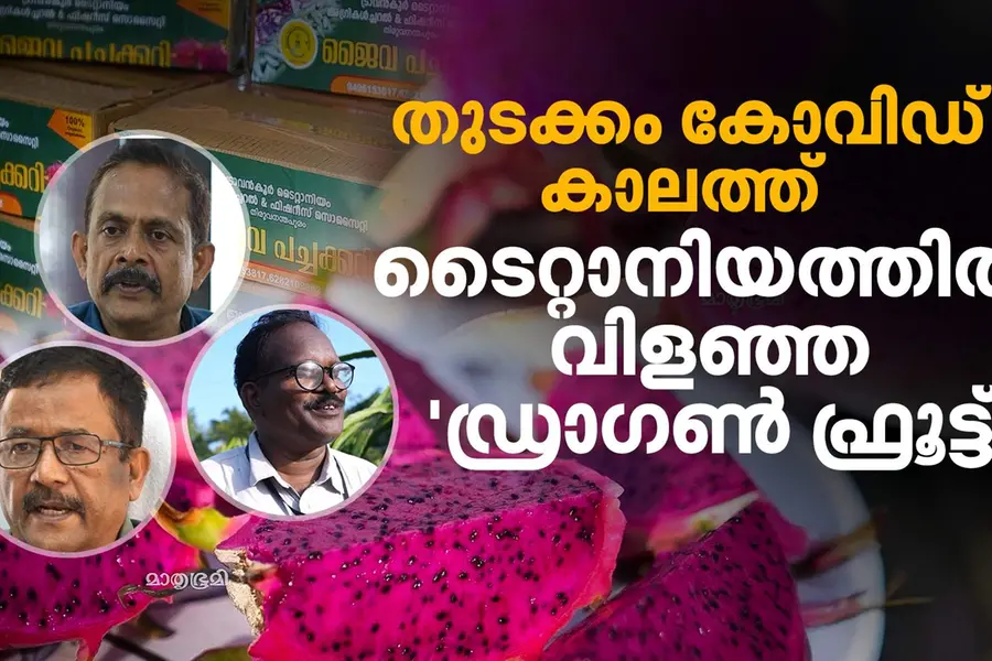 ടൈറ്റാനിയം തരിശുഭൂമിയിലെ 'പൊന്ന്', കോവിഡ് കാലത്തെ നിശ്ശബ്ദ ജൈവ വിപ്ലവം | Dragon Fruit