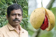 കായയ്ക്കും പത്രിക്കും തൂക്കം കൂടുതൽ; ഇടുക്കിയുടെ തോട്ടനാൽ ജാതിക്ക് അംഗീകാരം