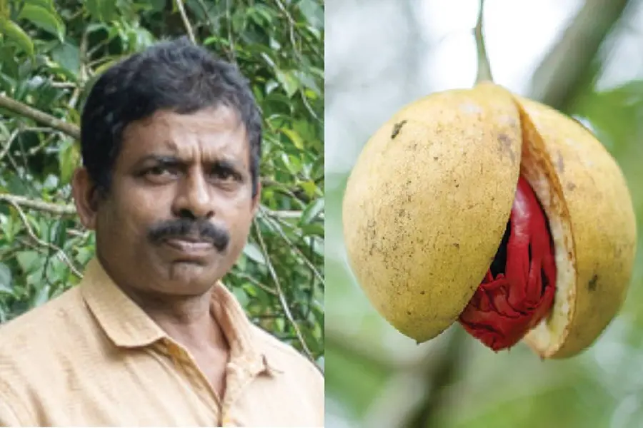 കായയ്ക്കും പത്രിക്കും തൂക്കം കൂടുതൽ; ഇടുക്കിയുടെ തോട്ടനാൽ ജാതിക്ക് അംഗീകാരം