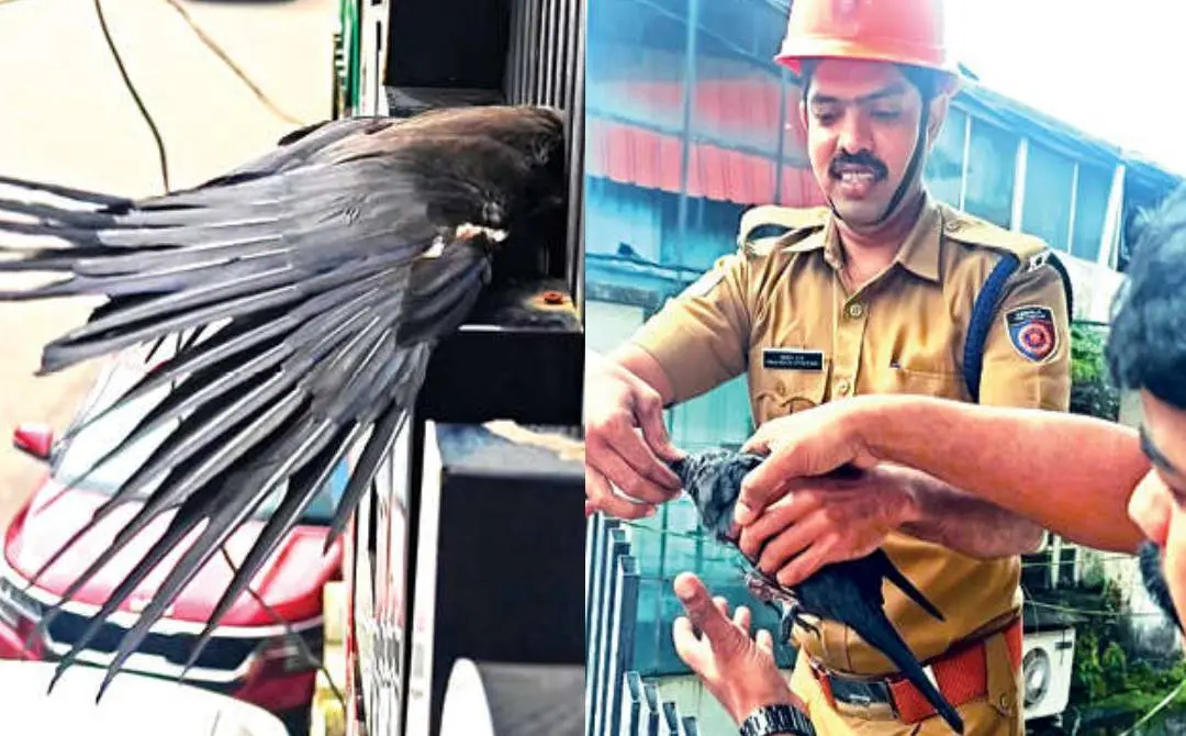 ഗ്രില്ലിനിടയിൽ കുടുങ്ങിയ കാക്കയെ അഗ്നിരക്ഷാസേനാംഗങ്ങൾ രക്ഷപ്പെടുത്തിയപ്പോൾ