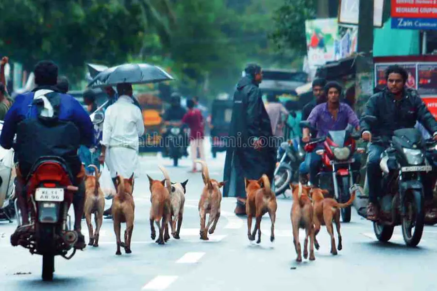 റോഡുകളില്നിന്ന് തെരുവ് നായകളേയും മറ്റുമൃഗങ്ങളേയും നീക്കം ചെയ്യാന് ഉത്തരവിട്ട് രാജസ്ഥാൻ ഹൈക്കോടതി