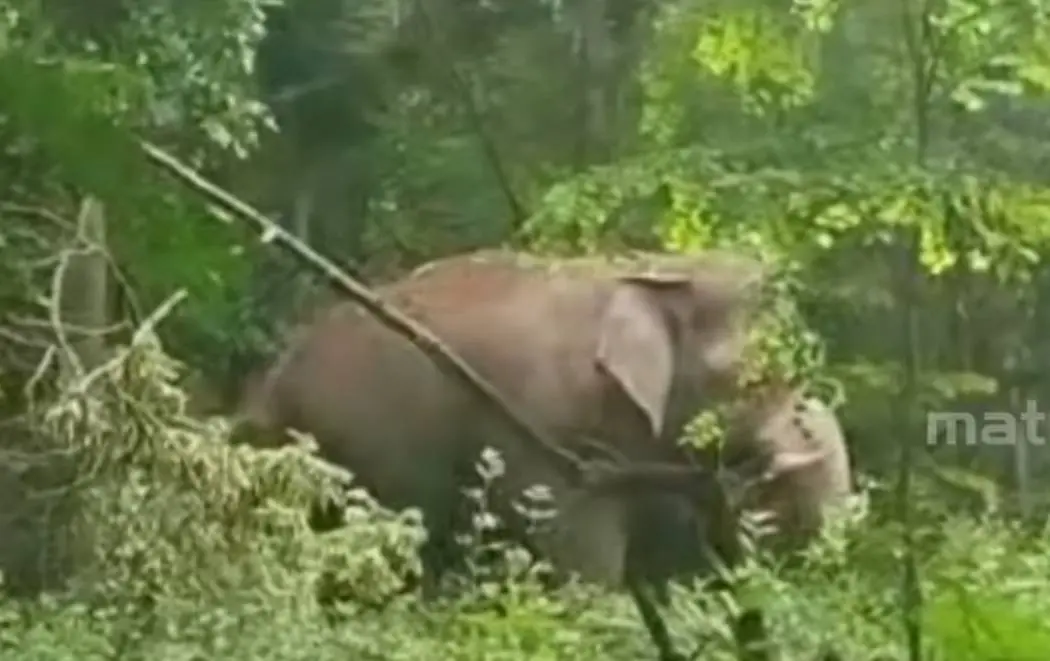 പിടി 5 | Photo: Screengrab / Mathrubhumi news