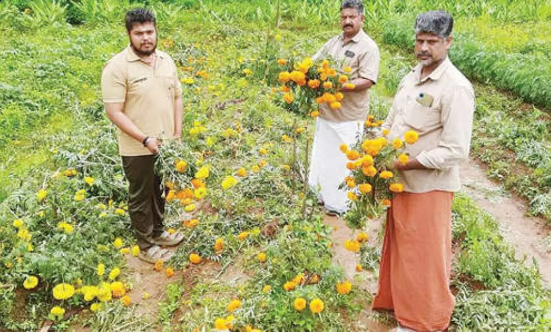 കോട്ടായി പരുത്തിപ്പുള്ളി കരിങ്കുളത്ത് ഓട്ടോഡ്രൈവർ‌മാർ പാട്ടത്തിനെടുത്ത കൃഷിയിടത്തിലെ ചെണ്ടുമല്ലിച്ചെടികൾ വെട്ടിനശിപ്പിച്ചനിലയിൽ