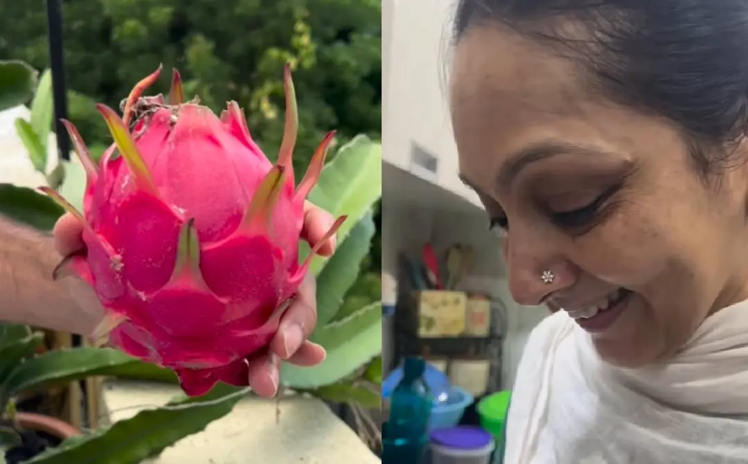 ഡ്രാഗൺ ഫ്രൂട്ട്, യുവാവ് പങ്കുവെച്ച വീഡിയോയിൽ നിന്ന്| ഫോട്ടോ: Instagram/ @x.y.zaid