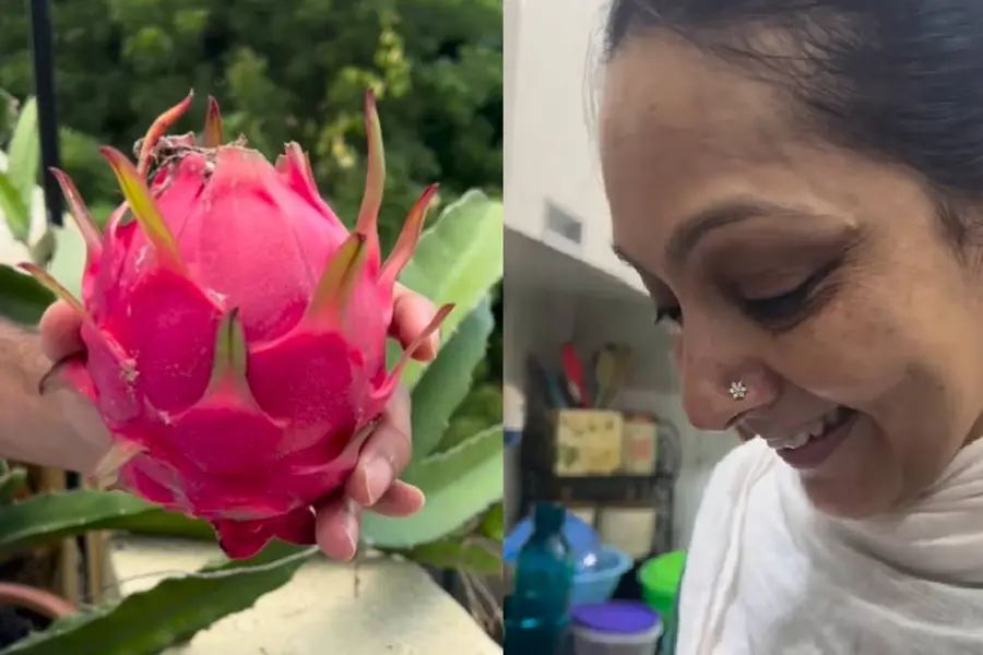 പിങ്കോ വെള്ളയോ? ആദ്യമായുണ്ടായ ഡ്രാഗൺ പഴത്തിൻ്റെ നിറം കണ്ട് അത്ഭുതപ്പെട്ട് ഒരു കുടുംബം