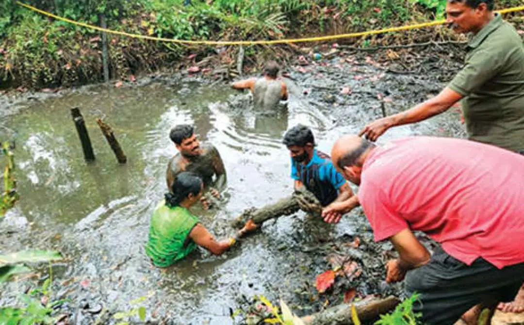 വിജിലിന്റെ മൃതദേഹം ഒളിപ്പിച്ചതെന്നുസംശയിക്കുന്ന സരോവരത്തെ ചതുപ്പിൽ ബുധനാഴ്ച രാവിലെ തിരച്ചിലാരംഭിച്ചപ്പോൾ