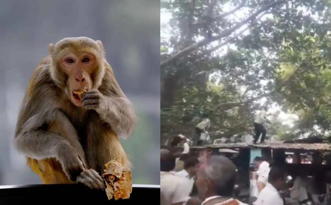 പ്രതീകാത്മക ചിത്രം(ഇടത്ത്) കുരങ്ങന് വലിച്ചെറിഞ്ഞ നോട്ടുകള് കൈക്കലാക്കാനുള്ള തിരക്ക്(വലത്ത്) | Photo: ANI & x.com/ichkipichki