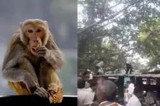 'ഇതാപിടിച്ചോ...'; തട്ടിയെടുത്ത ബാഗിൽനിന്ന് 'നോട്ടുമഴ' പെയ്യിച്ച് കുരങ്ങൻ; പണം പെറുക്കാൻ ആൾക്കൂട്ടം