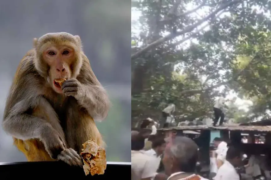 'ഇതാപിടിച്ചോ...'; തട്ടിയെടുത്ത ബാഗിൽനിന്ന് 'നോട്ടുമഴ' പെയ്യിച്ച് കുരങ്ങൻ; പണം പെറുക്കാൻ ആൾക്കൂട്ടം