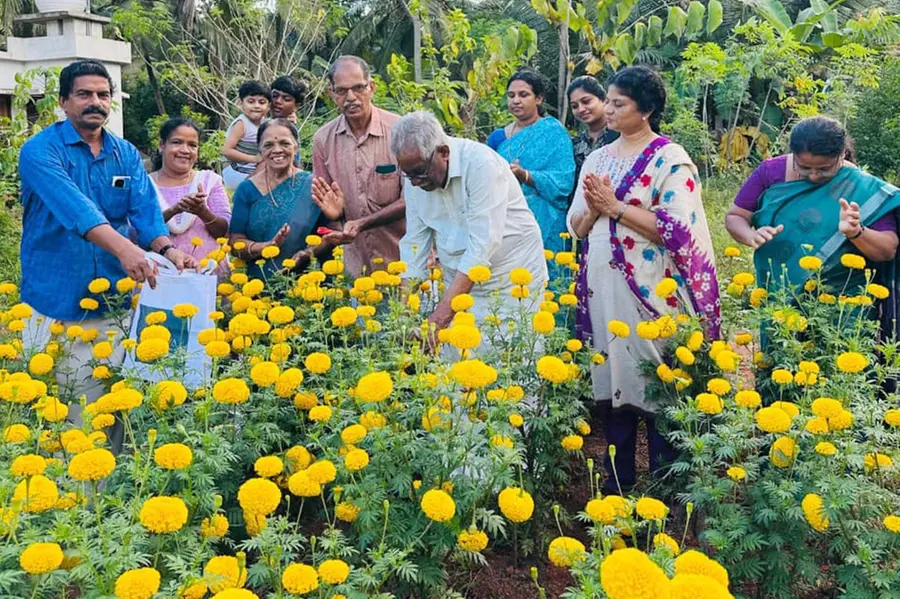 ഇറക്കുമതി പൂവ് വേണ്ട, തൊടിയിൽ പൂത്തുനിൽപ്പുണ്ട് സ്വന്തം ചെണ്ടുമല്ലിത്തോട്ടം