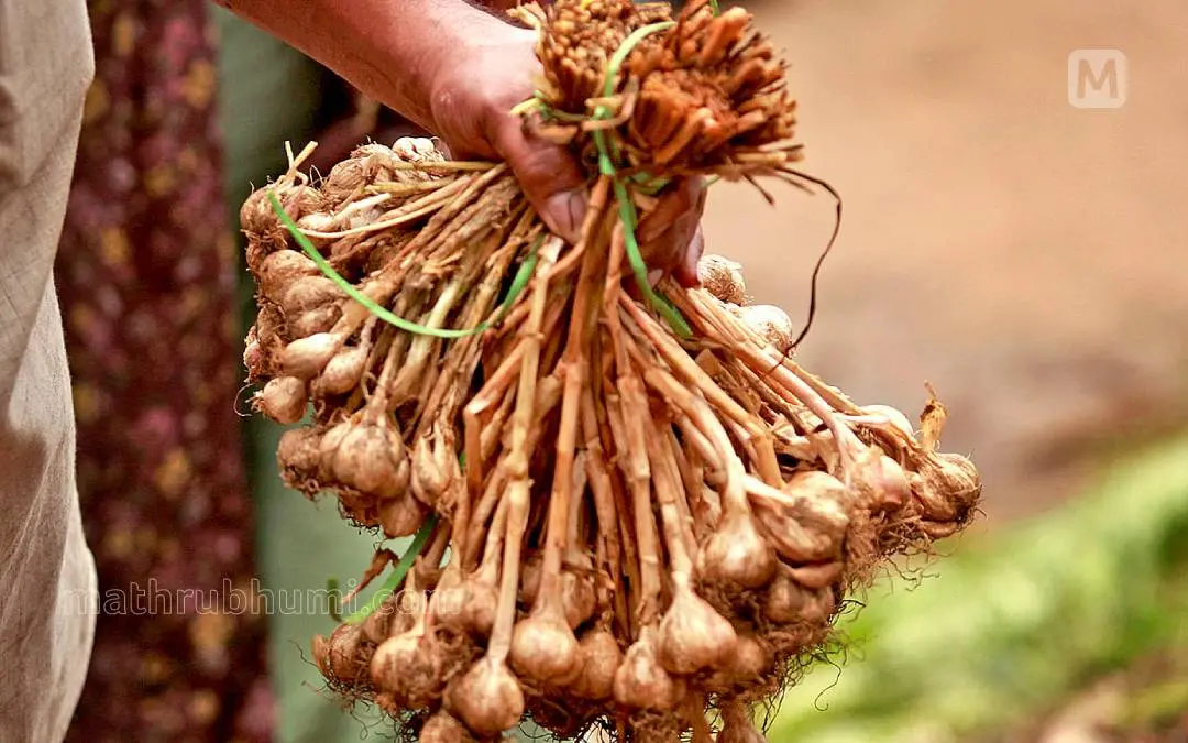 File Photo: PP Binoj / Mathrubhumi