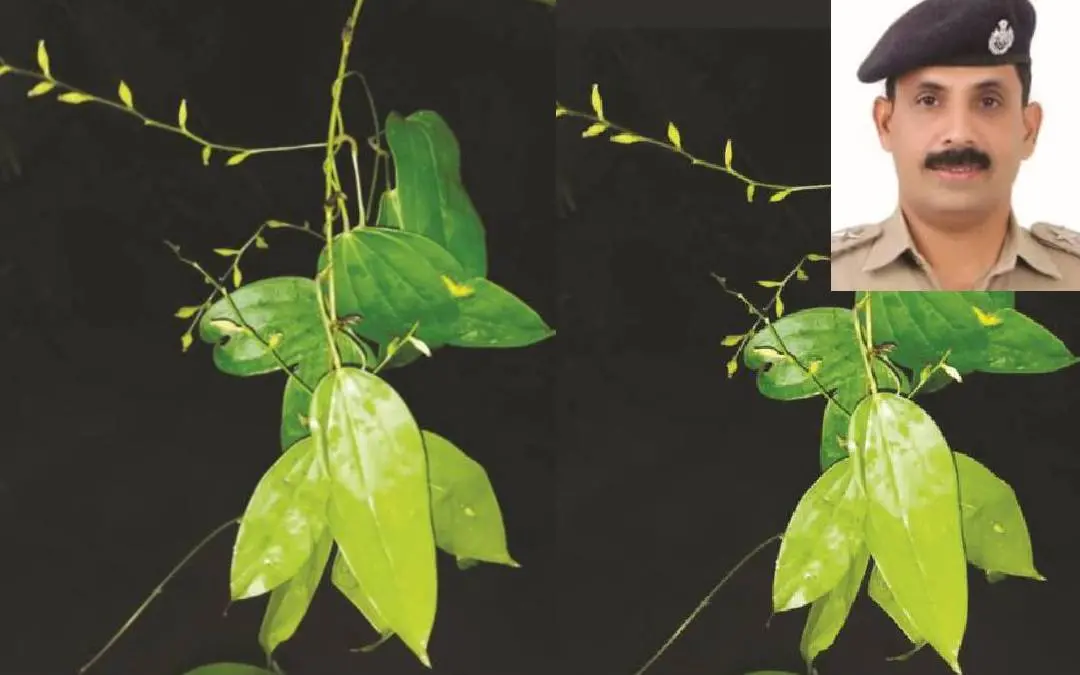 ഡയോസ്കോറിയ ബാലകൃഷ്ണനി, ഇന്സെറ്റിലുളളത് ഡോ.വി.ബാലകൃഷ്ണന്