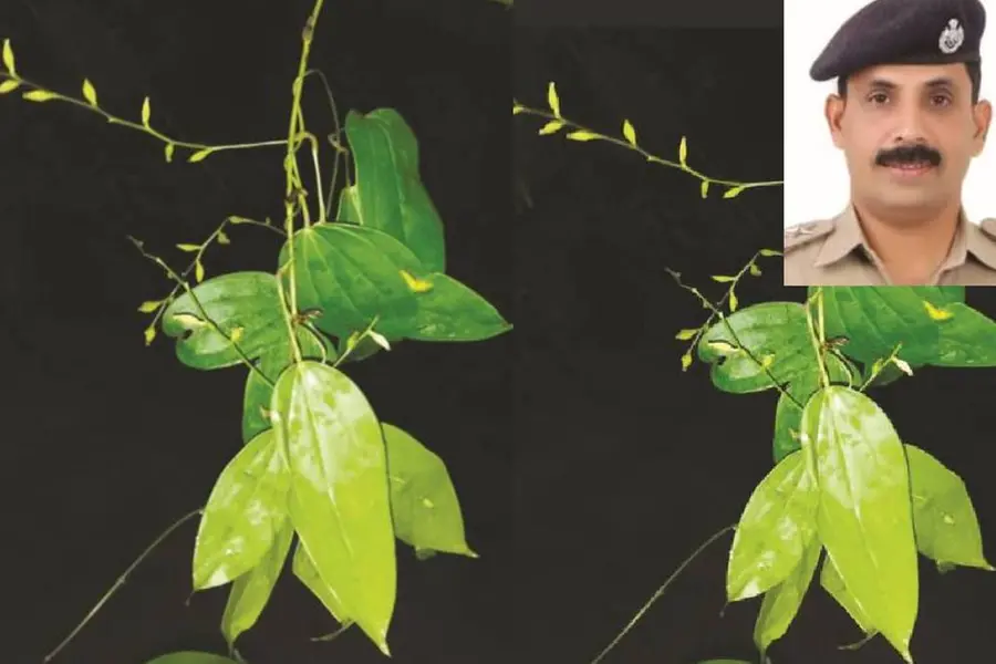 പശ്ചിമഘട്ട മലനിരകളിൽ നിന്നൊരു പുതിയ സസ്യം; കണ്ടെത്തിയത് കിഴങ്ങ് ഇനത്തിൽപ്പെട്ട ചെടി