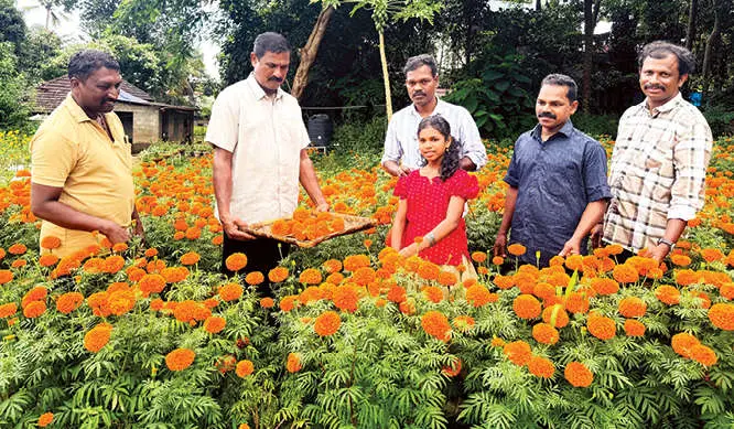 • കാക്കനാട് തുതിയൂരിലെ ചെണ്ടുമല്ലി പാടത്ത് കർഷകൻ കെ.കെ. വിജയനും സഹോദരൻ ശശിയും പൂക്കൾ കാണാനെത്തിയവർക്കൊപ്പം