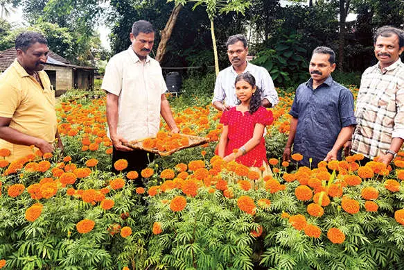 എല്ലാവരും അടിച്ചുകേറി വാ! വിജയന്റെ ചെണ്ടുമല്ലിപ്പാടം റെഡി