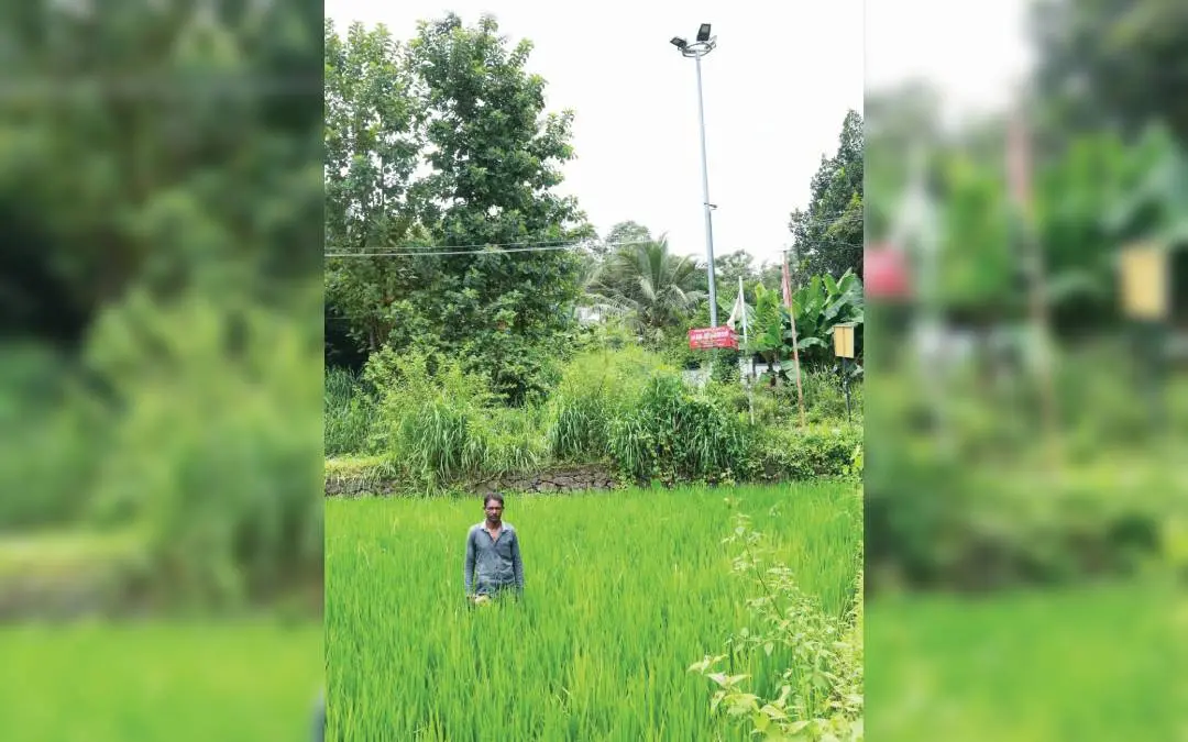 ഹൈമാസ്റ്റ് വിളക്കിന്റെ വെളിച്ചംമൂലം കതിരണിയാത്ത നെൽപ്പാടത്ത് കർഷകൻ കെ. ഗോപി