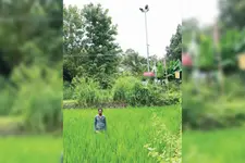 രാത്രി പകലാക്കി ഹൈമാസ്റ്റ് വിളക്കുകൾ; കതിരണിയാതെ നെൽച്ചെടികൾ