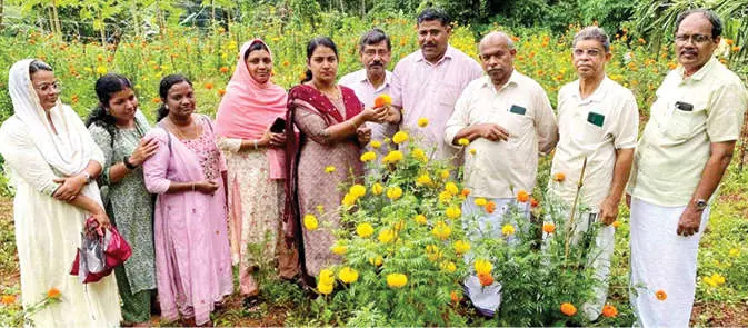 പൂക്കൃഷിയുടെ ആദ്യ വിളവെടുപ്പ് ഗ്രാമപ്പഞ്ചായത്ത് പ്രസിഡൻറ് ദിവ്യാ ഷിബു ഉദ്'ഘാടനംചെയ്യുന്നു