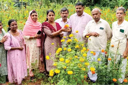 ഓണനാളിൽ പൂക്കാലം തീർത്ത് മുഹമ്മദലിയുടെ ചെണ്ടുമല്ലിത്തോട്ടം