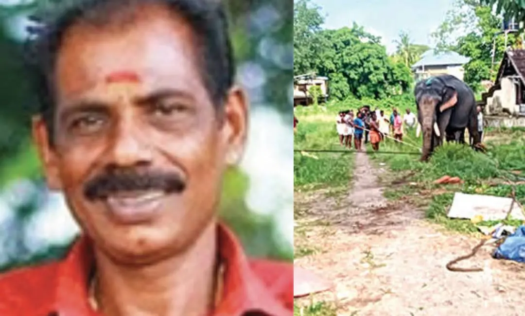 മുരളീധരൻ നായർ, ആക്രമിച്ച ആനയെ തളയ്ക്കാൻ വലിയകൊട്ടാര വളപ്പിലേക്ക് വടംകെട്ടി നീക്കുന്നു,