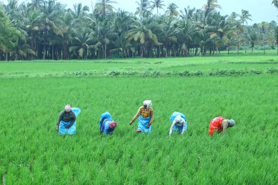 തൊഴിലാളി ക്ഷേമനിധി ബോർഡുകളിൽ ചേരുന്നവർ കുറയുന്നു, തൊഴിൽസ്ഥിരത കുറഞ്ഞത് തിരിച്ചടിയായി