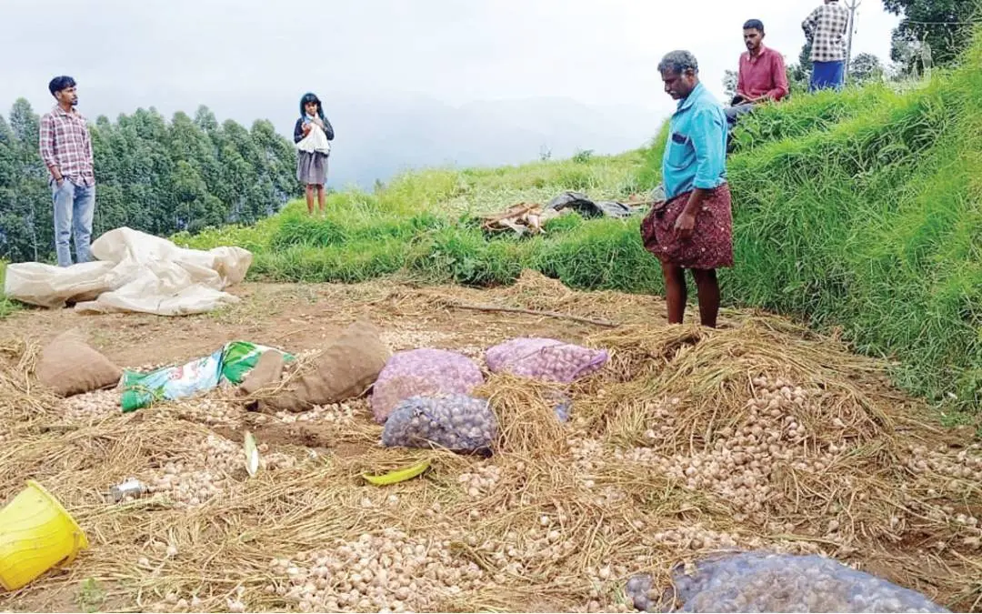 കാട്ടാനക്കൂട്ടം നശിപ്പിച്ച വെളുത്തുള്ളി