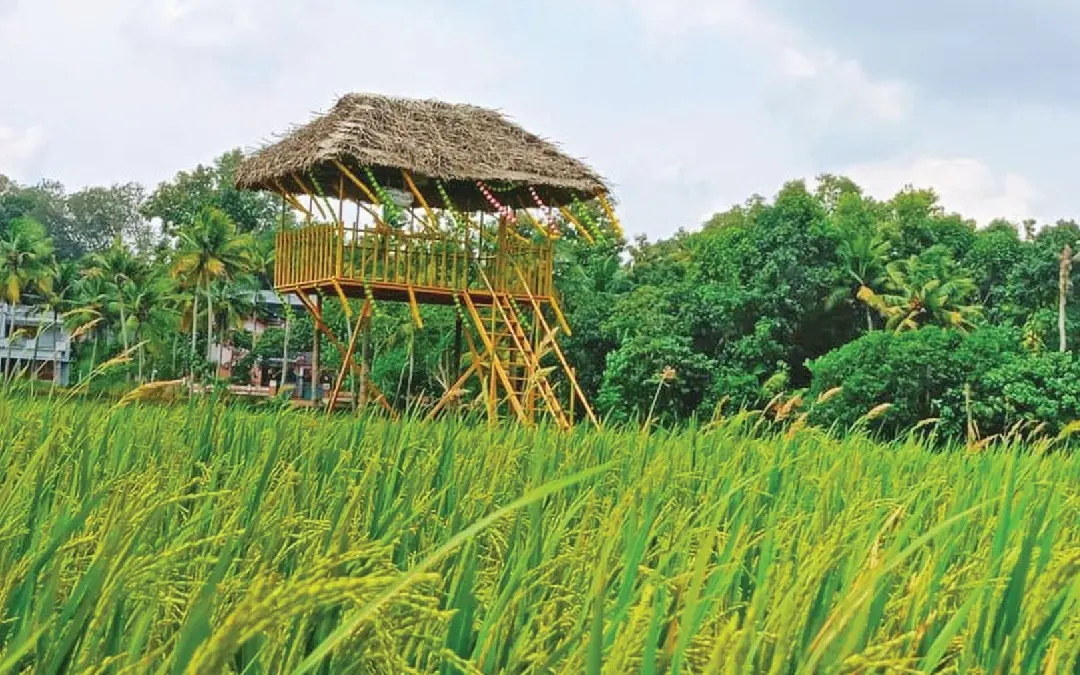 പിരപ്പമൺകാട് ഏലായിലെ കതിർക്കാഴ്ച