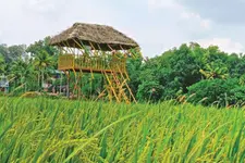 കൃഷിയിൽനിന്ന് ടൂറിസത്തിലേക്ക്... പിരപ്പമൺകാട്ടിൽ ‘വയൽ വസന്തം’
