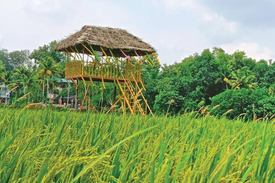 കൃഷിയിൽനിന്ന് ടൂറിസത്തിലേക്ക്... പിരപ്പമൺകാട്ടിൽ ‘വയൽ വസന്തം’