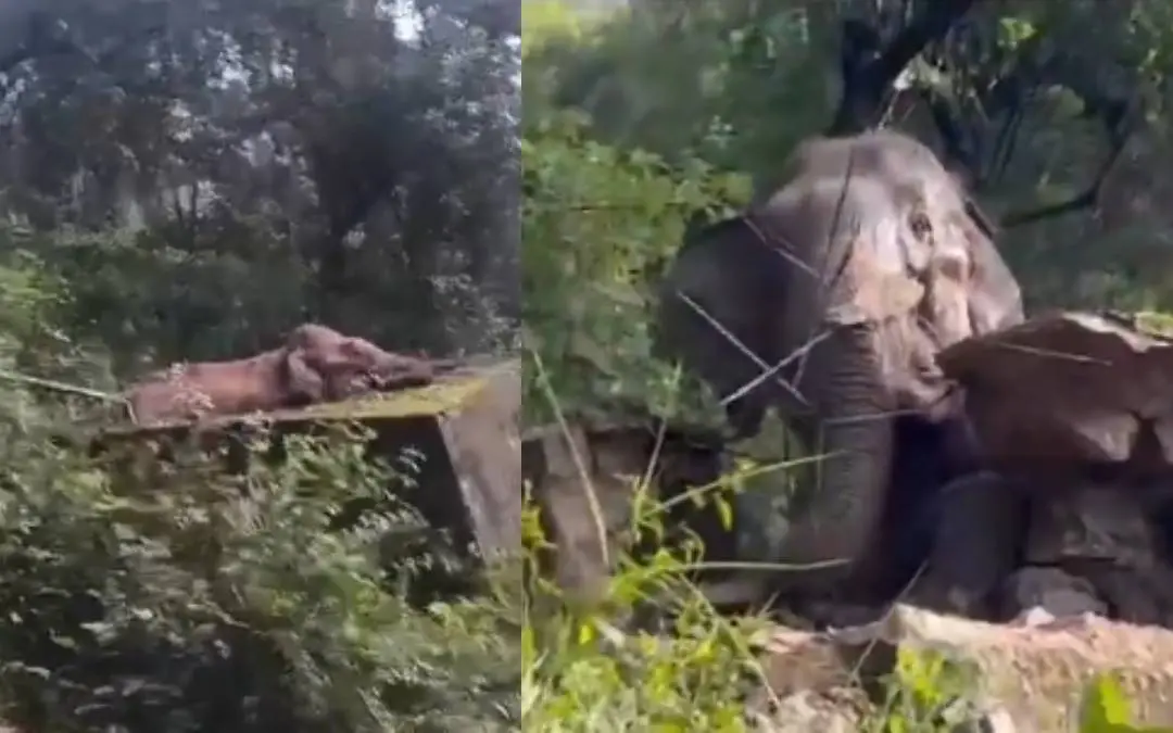 വാട്ടർടാങ്കിൽ വീണ ആനയെ രക്ഷപ്പെടുത്തുന്ന ദൃശ്യങ്ങളിൽ നിന്ന് | Photo:'X'@supriyasahuias